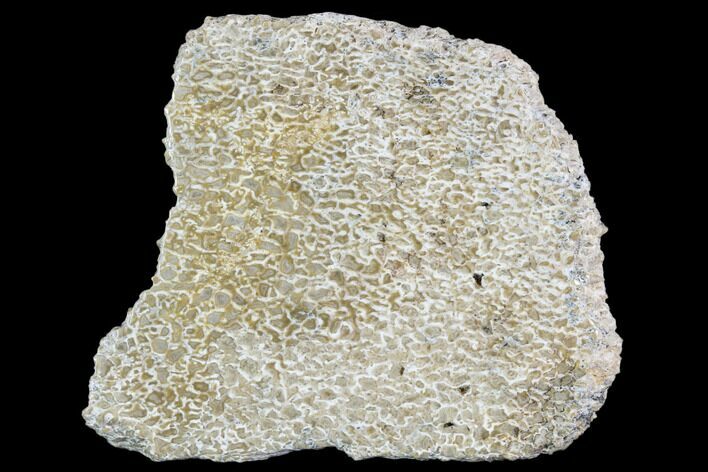 Polished Dinosaur Bone (Gembone) Section - Morocco #107097